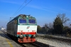 TI_E652_117_Cerea_001.jpg